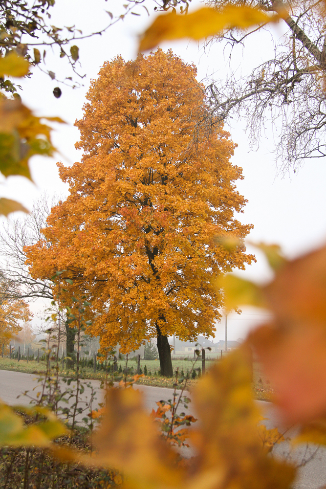 Kilanowska JESIEŃ   (1) Myśliwiec 27.10.2016